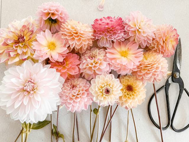 Dahlia’s in zacht roze, perzik en wit naast een bloemenschaar