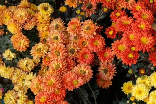 Oranje en gele chrysanten dicht op elkaar