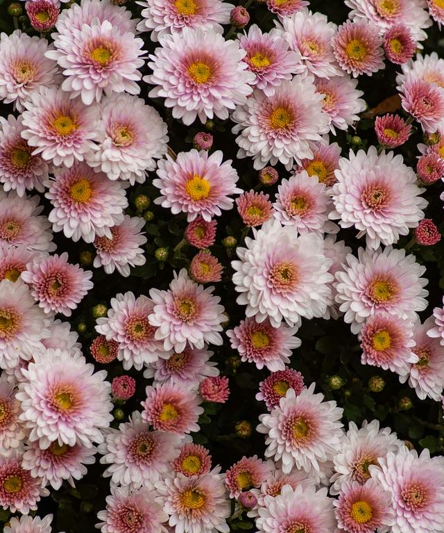 Een zee van roze en witte chrysanten met een geel hart